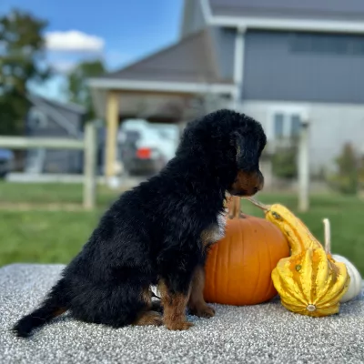 Mountain Doodle Tri Puppy for sale - LMMD0913