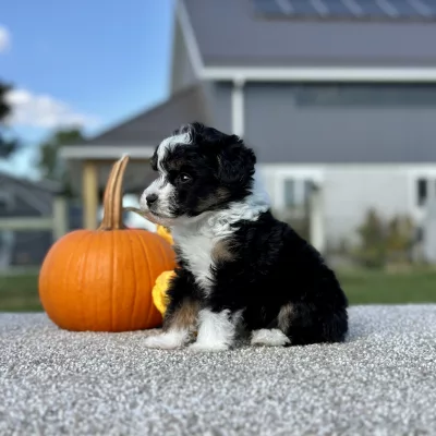 Mountain Doodle Tri Puppy for sale - LMMD0914