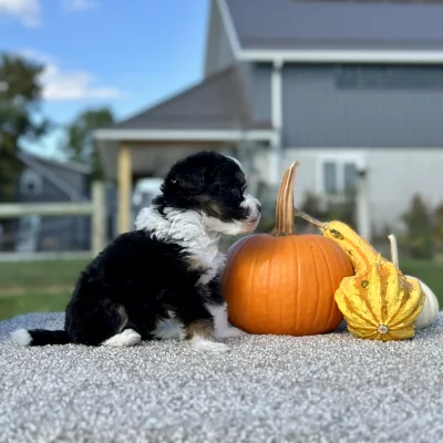 Mountain Doodle Tri Puppy for sale - LMMD0914