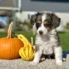 Mountain Doodle Blue Merle Puppy for sale - LMMD0917