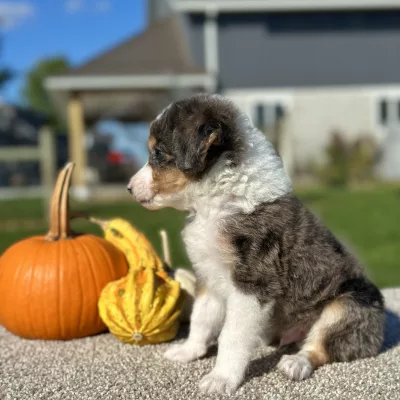 Mountain Doodle Blue Merle Puppy for sale - LMMD0917