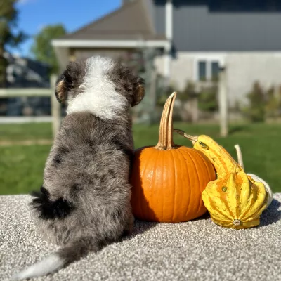 Mountain Doodle Blue Merle Puppy for sale - LMMD0917