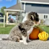 Mountain Doodle Blue Merle Puppy for sale - LMMD0917