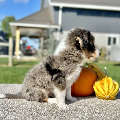 Mountain Doodle Blue Merle Puppy for sale - LMMD0917