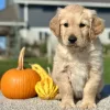Golden Retriever Light Golden Puppy for sale - LMGR0911