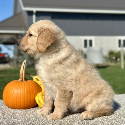 Golden Retriever Light Golden Puppy for sale - LMGR0911