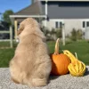 Golden Retriever Light Golden Puppy for sale - LMGR0911
