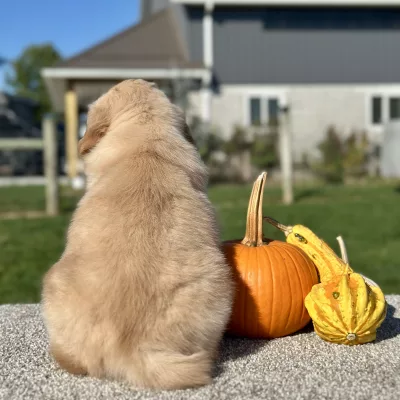 Golden Retriever Light Golden Puppy for sale - LMGR0911