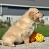Golden Retriever Light Golden Puppy for sale - LMGR0911