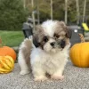 Shih Tzu Brown and White Puppy for sale - AYST8486