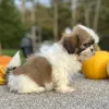 Shih Tzu Brown and White Puppy for sale - AYST8486
