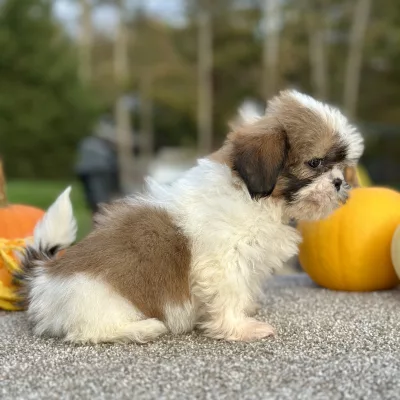 Shih Tzu Brown and White Puppy for sale - AYST8486