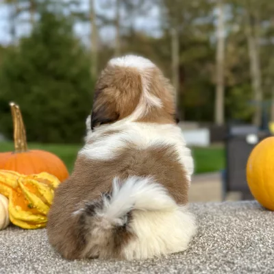 Shih Tzu Brown and White Puppy for sale - AYST8486