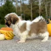 Shih Tzu Brown and White Puppy for sale - AYST8486