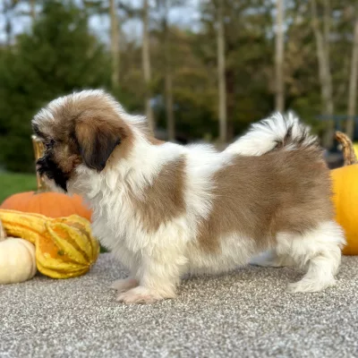 Shih Tzu Brown and White Puppy for sale - AYST8486