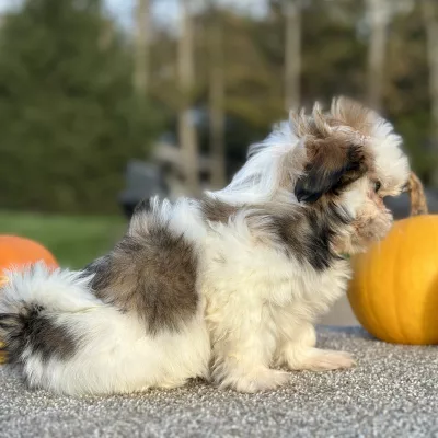 Shih Tzu Brown and White Puppy for sale - AYST8483