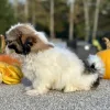 Shih Tzu Brown and White Puppy for sale - AYST8483