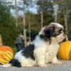 Shih Tzu Brown and White Puppy for sale - AYST8485