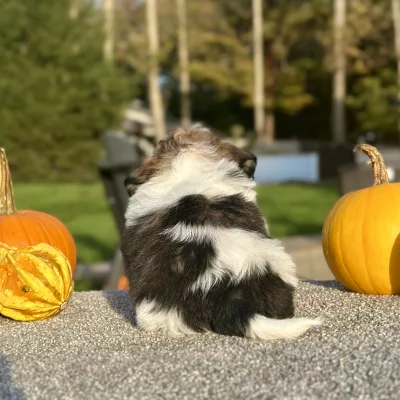 Shih Tzu Brown and White Puppy for sale - AYST8485