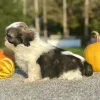 Shih Tzu Brown and White Puppy for sale - AYST8485