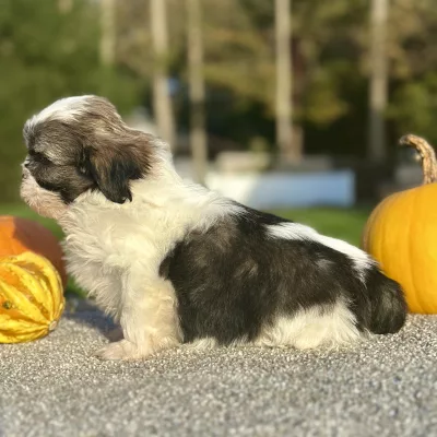 Shih Tzu Brown and White Puppy for sale - AYST8485