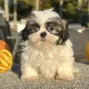 Shih Tzu Brown and White Puppy for sale - AYST8484
