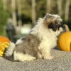 Shih Tzu Brown and White Puppy for sale - AYST8484