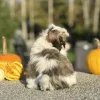 Shih Tzu Brown and White Puppy for sale - AYST8484