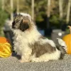 Shih Tzu Brown and White Puppy for sale - AYST8484