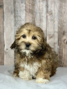 Boy Shadow - ShihPoo