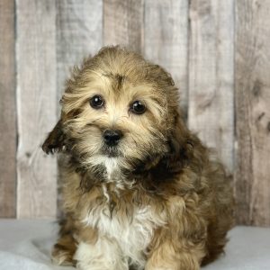 Boy Shadow - ShihPoo