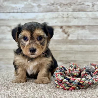 Yorkchon Tri Puppy for sale - PTYC0230