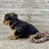 Yorkchon Tri Puppy for sale - PTYC0001