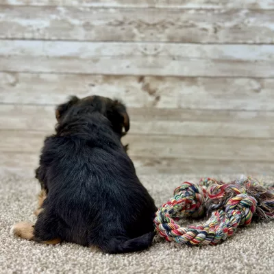 Yorkchon Tri Puppy for sale - PTYC0001