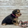 Yorkchon Tri Puppy for sale - PTYC0001
