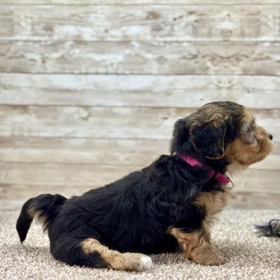 Yorkchon Tri Puppy for sale - PTYC0002