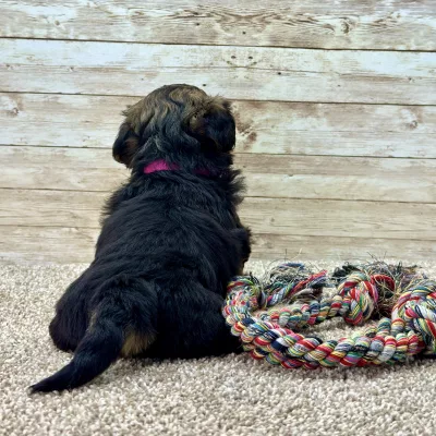 Yorkchon Tri Puppy for sale - PTYC0002