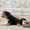 Yorkchon Tri Puppy for sale - PTYC0002