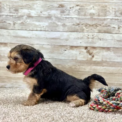 Yorkchon Tri Puppy for sale - PTYC0002