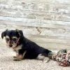 Yorkchon Tri Puppy for sale - PTYC0003