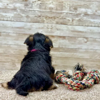 Yorkchon Tri Puppy for sale - PTYC0003