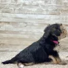 Yorkchon Tri Puppy for sale - PTYC0003