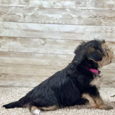 Yorkchon Tri Puppy for sale - PTYC0003