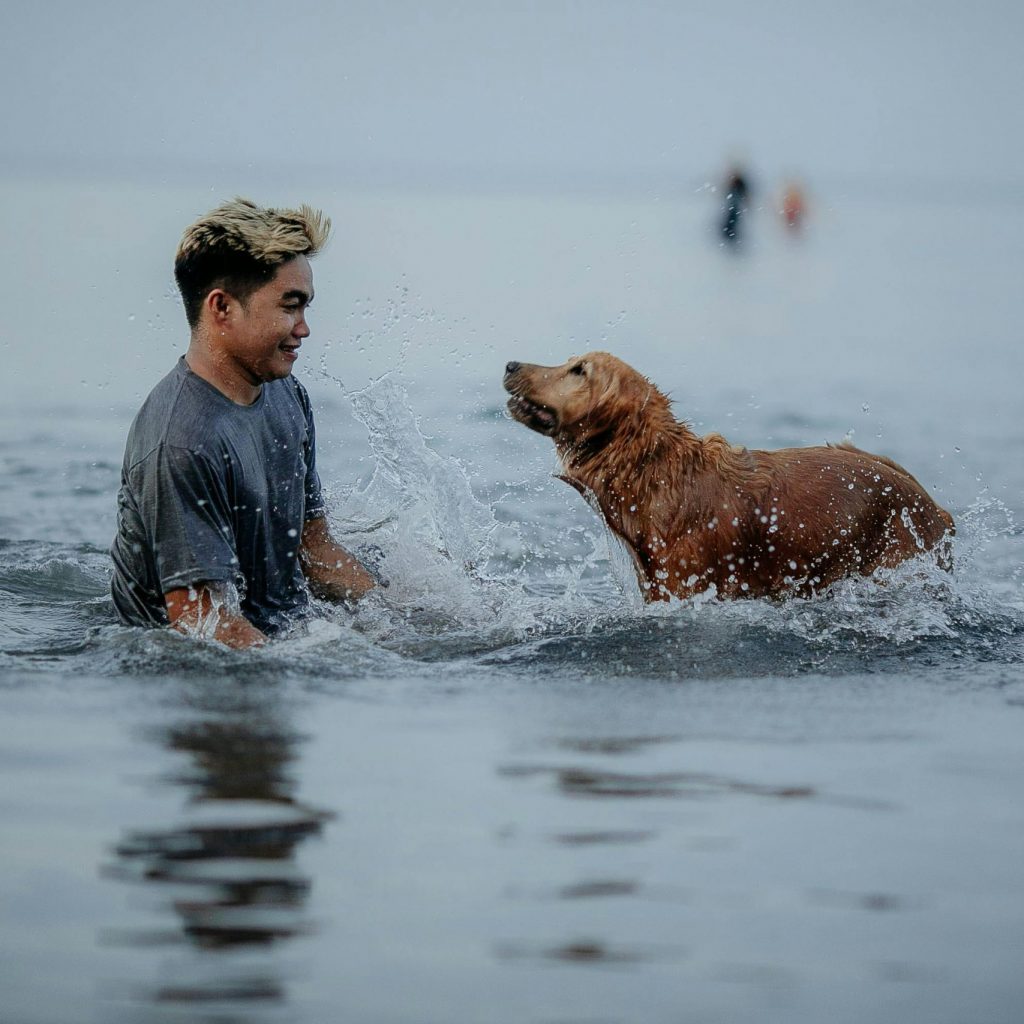Boundless Horizon Puppies Golden Retriever playing with family