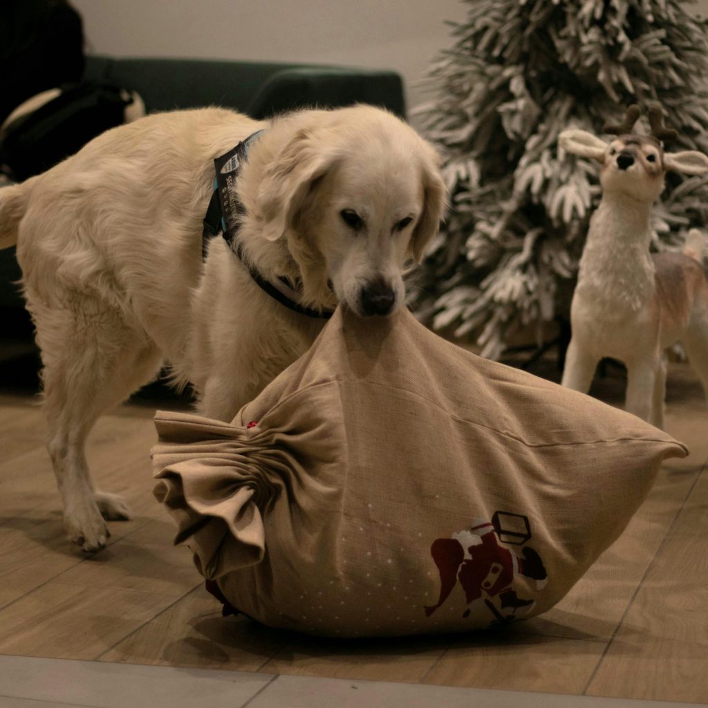 Boundless Horizon Puppies golden retriever playing in the house
