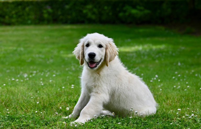 Boundless Horizon Puppies Adorable golden retriever puppy for sale sitting in the grass