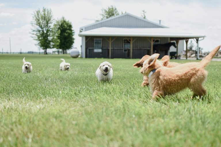 Boundless Horizon puppies, Happy golden retrievers playing outside