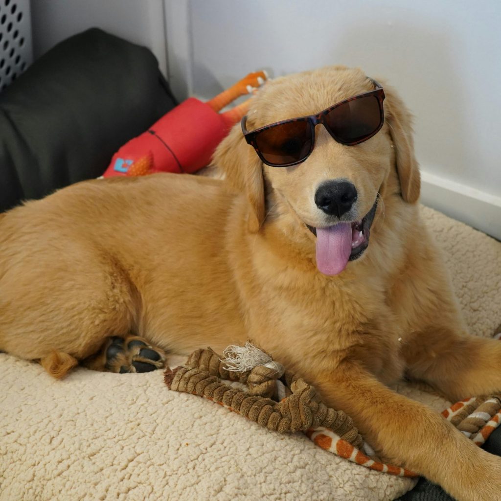 golden retriever puppy with toys and supplies