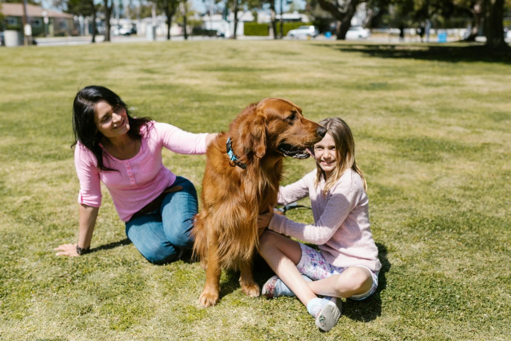 Golden retriever puppy playing with family