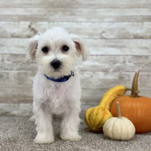 Maltese White Puppy for sale - ITME9994